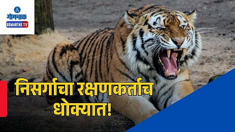 Goa Tiger Killing
