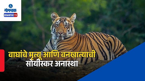 Tiger Death In Goa 2026