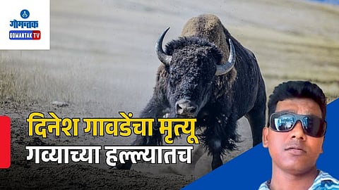 Bison Attack Death Betoda Goa