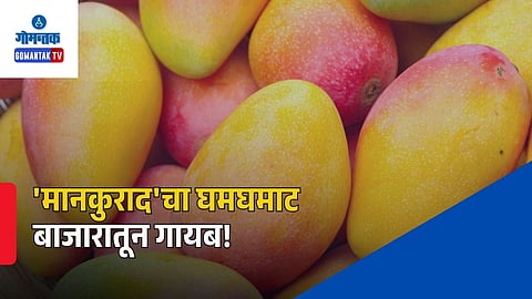 Mankurad Mango Season