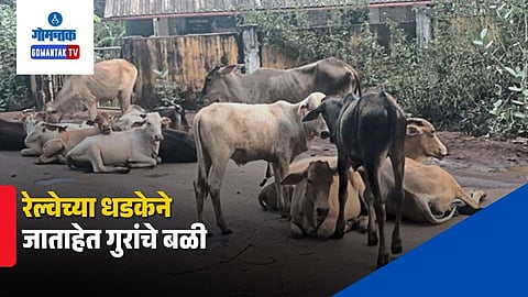 Narvem railway track stray cattle accident