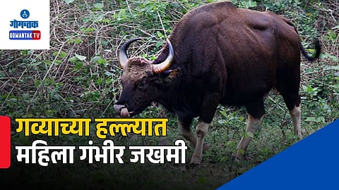 Goa Bison Attack