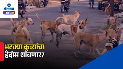 Chief Secretary Stray Dog Review