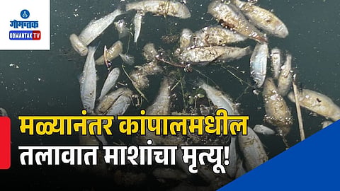 Campal Lake View Colony Dead Fish