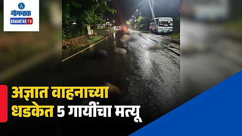 Verna Road Accident Cows Killed