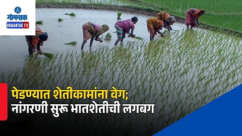 Pernem Monsoon Paddy Farming Start