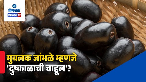 Abundant Jamun Fruit Drought Myth