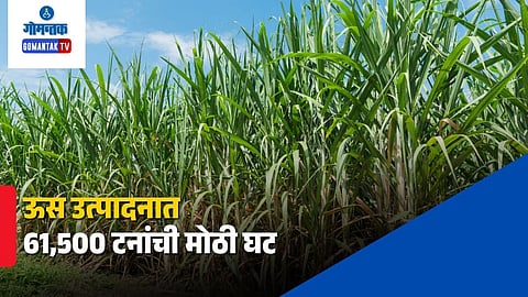 Goa Sugarcane Production