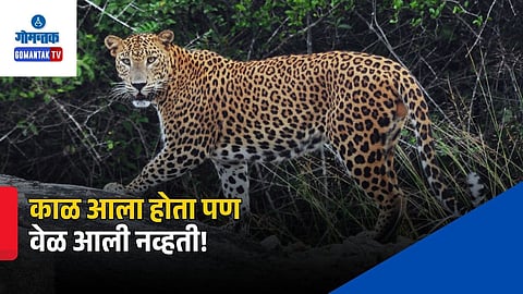 Leopard Accident Usgao Goa