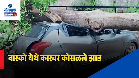 Vasco Tree Fall Incident