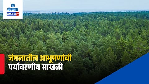 Indian Forest Wildlife
