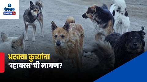 Mission Rabies Goa
