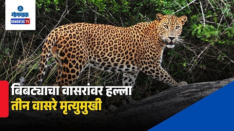 Leopard Attack