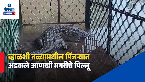 Valshi Pond Crocodile