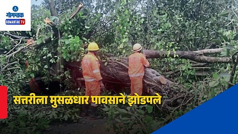 Satari Fallen Trees