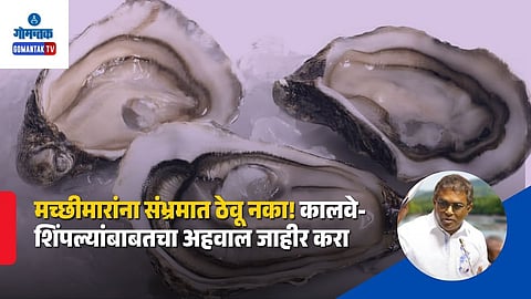 Goa Shellfish Contamination