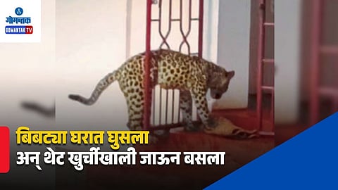 Leopard Cub Under Chair