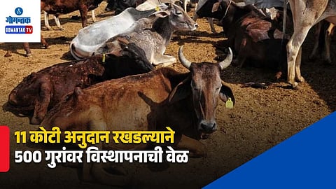 500 Cattle Relocation