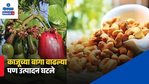 Goa Cashew Production Decline