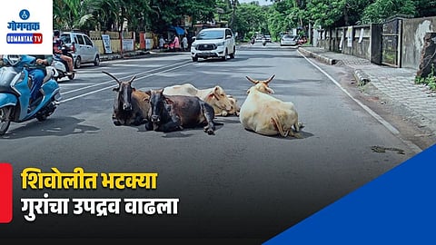 Stray Cattle In Siolim