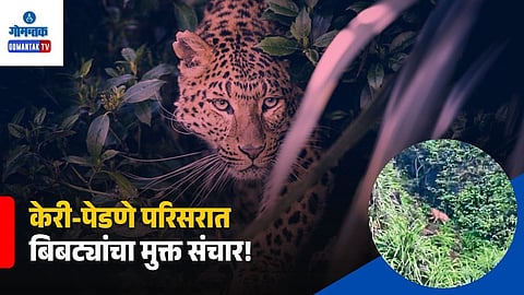 Keri Goa Leopard Sighting