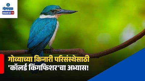 Goa Collared Kingfisher Research