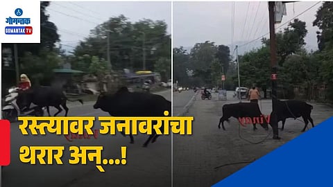 Bull Fight Accident Viral Video