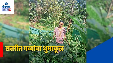 Sattari Gaur Attackc