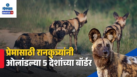 African Wild Dogs 4000 km Journey Study