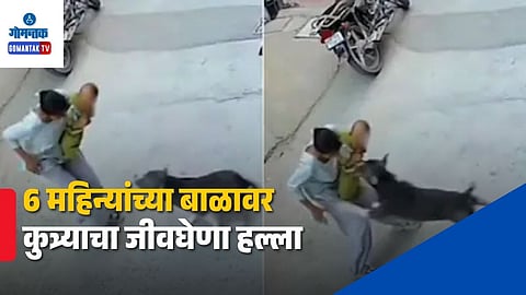 Dog Attack Viral Video