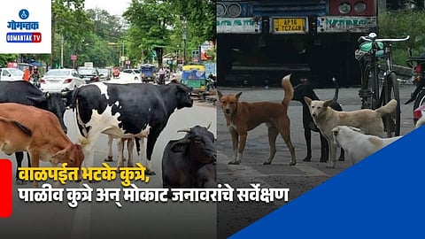 Valpoi Stray Dogs Survey