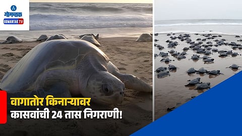 Olive Ridley Turtles Goa