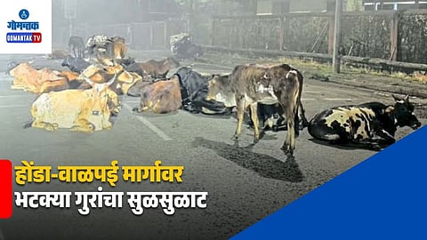 Stray Cattle