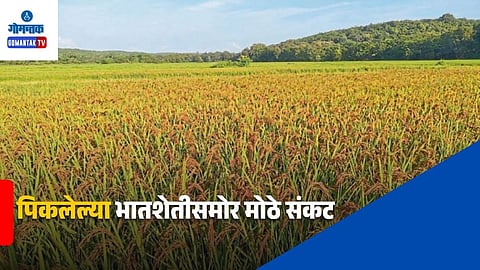 Goa Agriculture