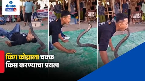 Man Tries to Kiss King Cobra