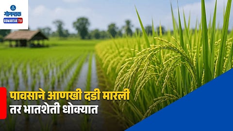 Goa Paddy Farming Rainfall Shortage