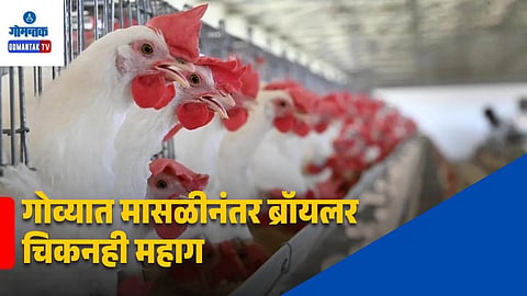 Bicholim Broiler Chicken Price Hike