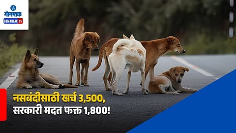 Goa Stray Dogs Sterilization
