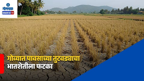 Goa Paddy Crop Loss