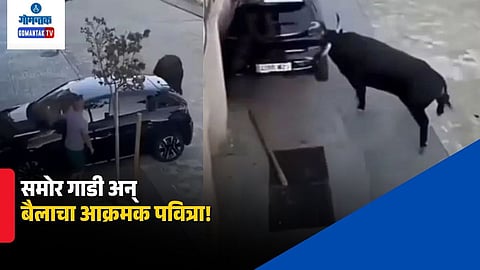 Bull Attack Viral Video