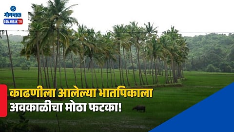 goa unseasonal rain paddy crop damage