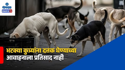 Stray Dog Problem