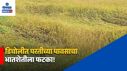 Bicholim Paddy Crop Damage