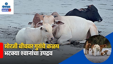 Stray Cattle on Goa Beaches