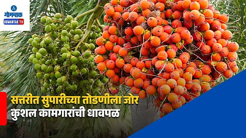 Areca Nut Farming
