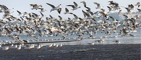 birds