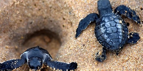  Turtles