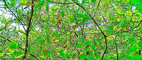 quepe-Pirla villagers agitates against  forest department for forest rights case