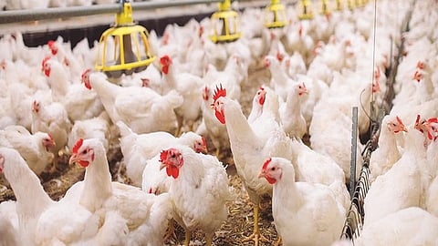 poultry 