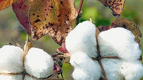 cotton